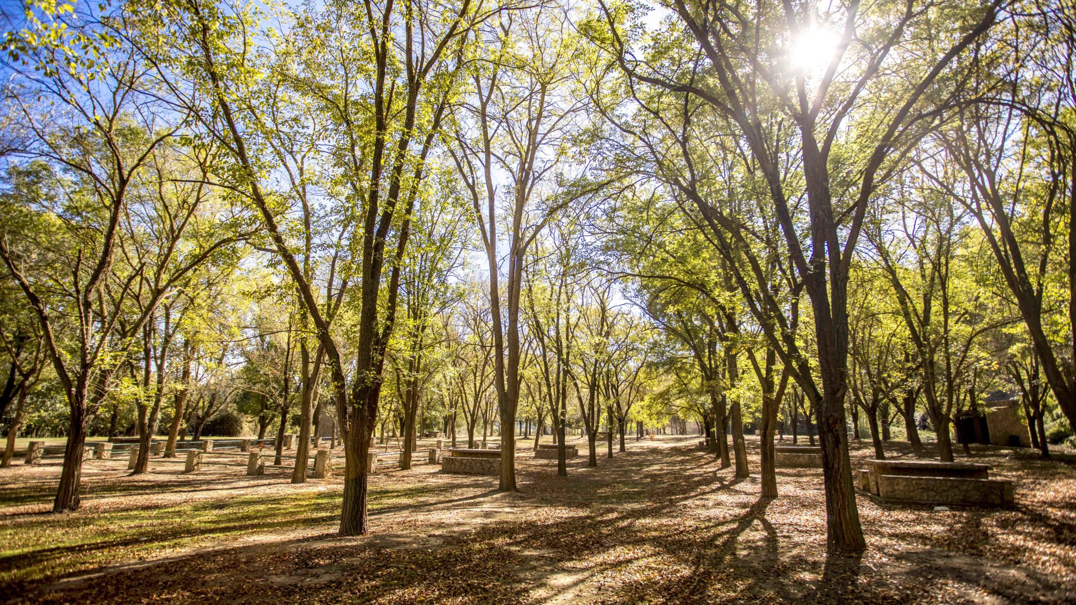 Arbreda del Parc de l'Aubadera de Móra d'Ebre