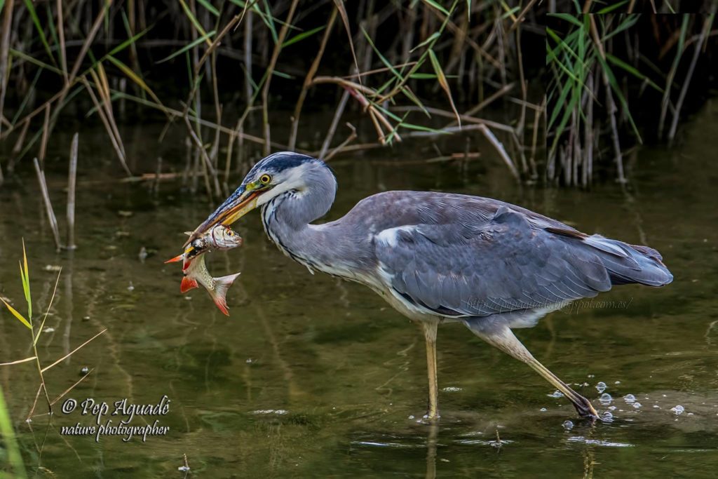 Bernat pescaire